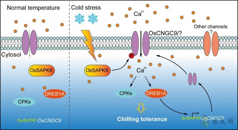 钙离子通道蛋白激活特殊信号令水稻耐寒