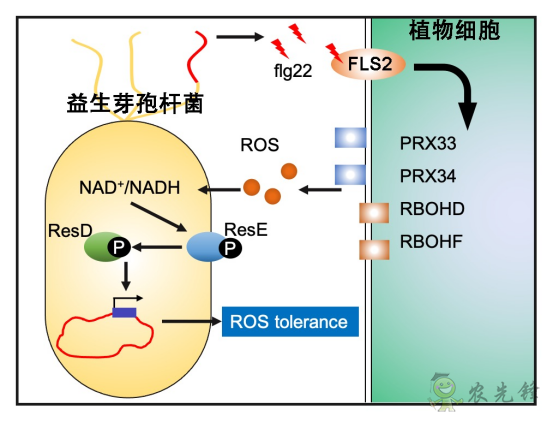 微生物肥料为何低效？