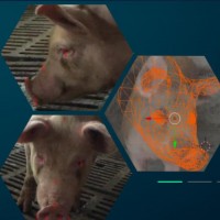 猪脸识别 人工智能软件