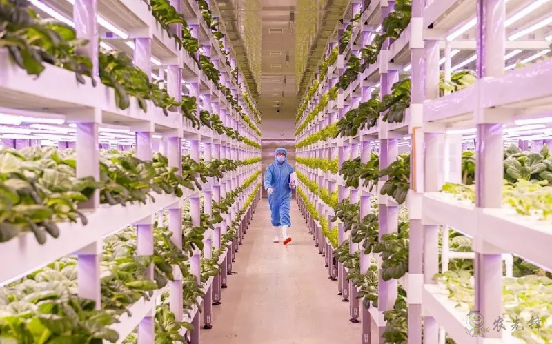 走进“植物工厂” 探访现代工厂化智慧育苗基地