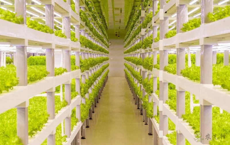 走进“植物工厂” 探访现代工厂化智慧育苗基地