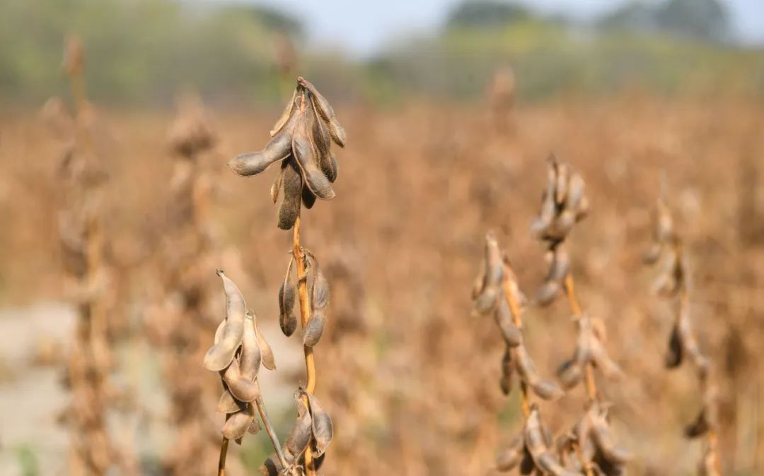 今年全国2200万亩大豆扩产目标 预计将超额完成