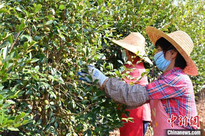 油茶果陈楚红摄