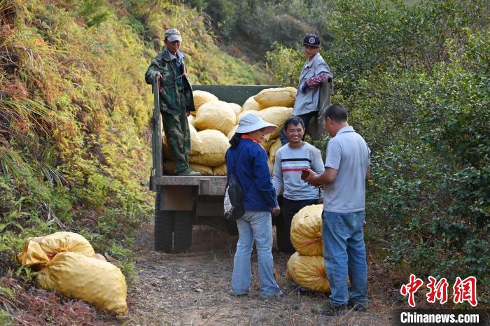 一包包油茶果装上货车陈楚红摄