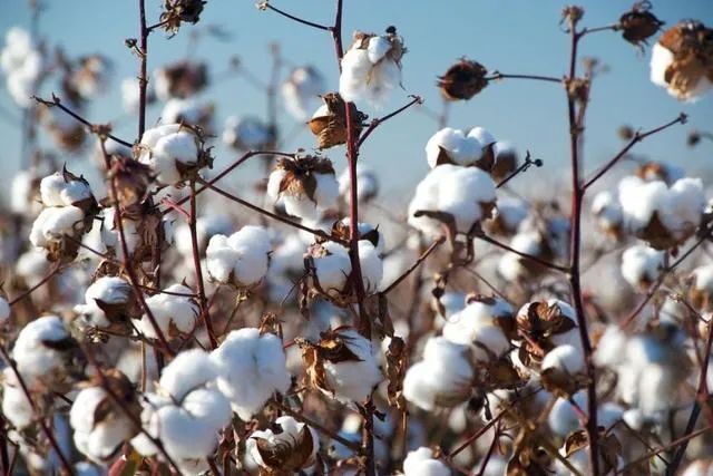 新疆棉花新品种实现重大突破