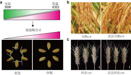 我国科学家找到调控水稻小麦穗发芽的“开关”