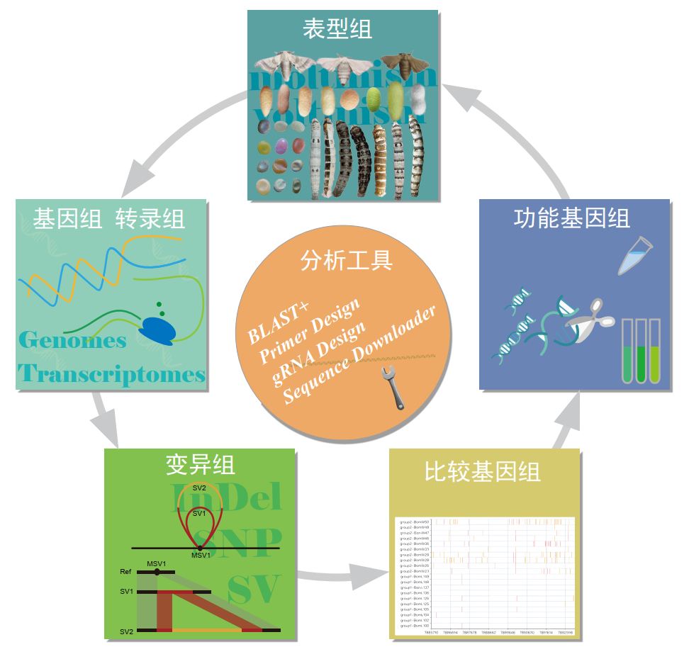 科技快报 | 我国科研团队建成“数字家蚕”共享分析平台