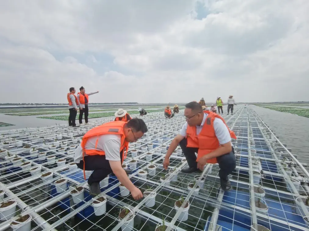 我国成功在大型煤田沉陷区上种植水稻