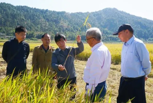 低产“养鸭稻”变全国领先“高产稻”